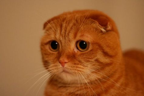 Best 270 Scottish Fold Cat Names | PetPress Scottish Cat, Scottish Fold Cat, Fold Cat, Selkirk Rex, Your Adorable, Cats Musical, Scottish Actors, Loch Ness Monster, Adorable Kitten