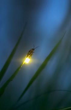 Firefly Moments | Nuggets of Gold Firefly Photography, Summer Themes, Cool Galaxy Wallpapers, Pinterest Garden, Midnight Garden, Mystical Forest, Living On The Edge, Night Landscape, Summer Theme