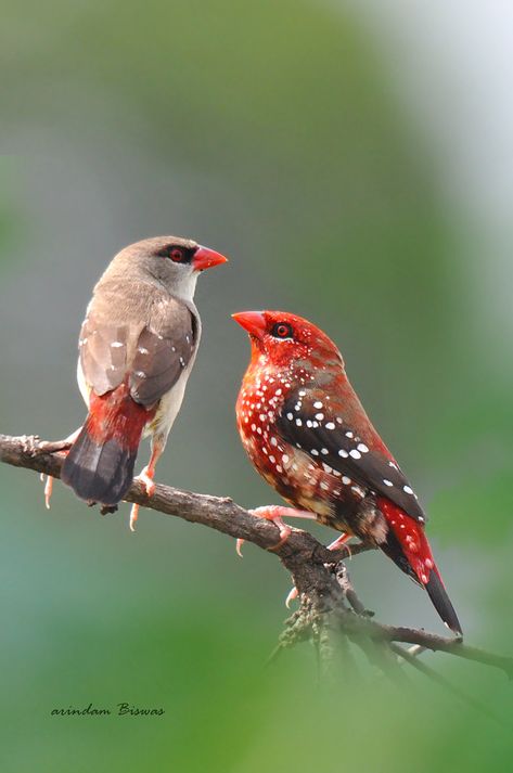 Strawberry Finch, Finch Bird, Pair Of Birds, Birds Beautiful, Finches Bird, Image Nature, Most Beautiful Birds, Finches, Kinds Of Birds