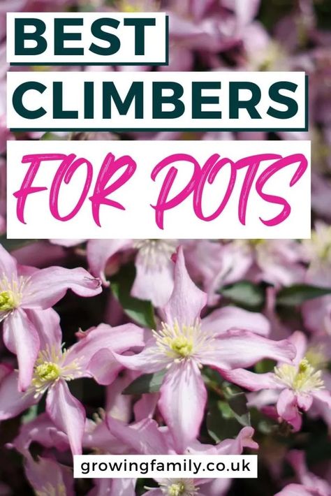 19 best climbing plants for pots and containers - Growing Family Climbing Plants In Pots, Best Climbing Plants, Plants For Pots, Evergreen Climbing Plants, Plants For Planters, Fast Growing Climbers, Evergreen Climbers, Pot Gardening, Small Trellis