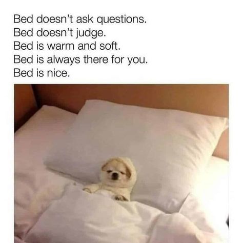 bed more bed and even more bbbeeeddd Go To Bed Meme, Feel Better Meme, Bed Quotes Funny, Sleep Meme Funny, Sleep Memes, Dog Sleeping In Bed, Bed Meme, Sleep Meme, Bed Quotes