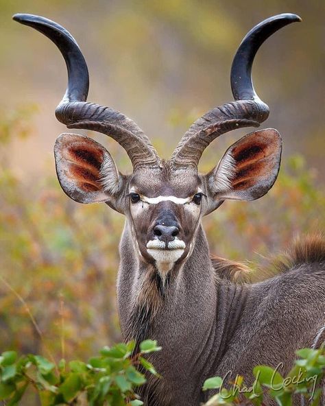 Wildlife Photography on Instagram: “Kudu bull Credits Chad Cocking - #wildlifeofinstagram #animalsarefriends #animalsvideos #wildliferescue #wildlifeconservation #natgeowild…” Impala Animal, South African Animals, South Africa Wildlife, African Wildlife Photography, Wild Bull, Animals With Horns, Animal Photography Wildlife, Wild Animals Photography, Africa Wildlife