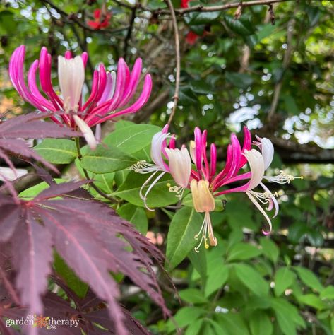 Honeysuckle vines and shrubs are one of those low-maintenance plants that keep on giving. In the spring, their ... Read More The post Grow Your Own Honeysuckle (And Taste Its Sweet Nectar!) appeared first on Garden Therapy. Honeysuckle Vines, Honeysuckle Plant, Sweet Smelling Flowers, Honeysuckle Vine, Garden Therapy, Honeysuckle Flower, Planting Tips, Gardening Inspiration, Climbing Vines