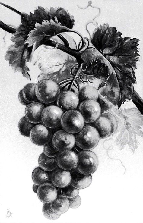 Charcoal Pencil Sketches, Grapes Sketch, Grapes Drawing, Grape Drawing, Still Life Sketch, Fruit Sketch, Fruit Art Drawings, Pencil Drawings For Beginners, Pencil Drawing Tutorials