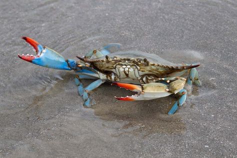 Crab Reference, Crab Tattoos, Wire Art Projects, Blue Crabs Art, Italian Water, Animal Therapy, Blue Crabs, Crab Art, Therapy Animals