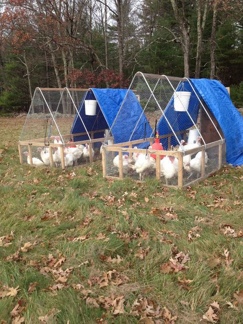 Diy Turkey Coop Ideas, Turkey Enclosure Ideas, Turkey Enclosure, Turkey House Coop, Turkey Coop Ideas, Turkey Shelter, Turkey Coop Ideas Buildings, Turkey Coop, Chicken Rearing