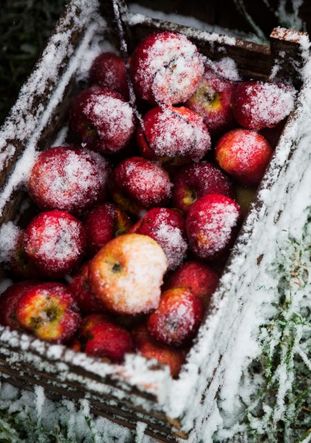 Stylist Laura Ferrara's Apple Harvest Feast 11:00 AM / September 24, 2012 / Posted by Bon Appetit Family Supper, Freezing Apples, Apple Season, Wild Apple, I Love Winter, Apple Harvest, Apple Orchard, Winter Wonder, Apple Tree