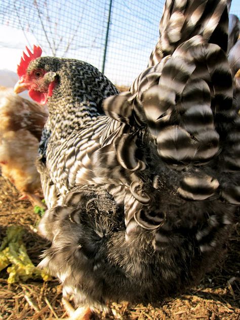 Plymouth Rock Chicken, Barred Rock, Best Egg Laying Chickens, Egg Laying Chickens, Fancy Chickens, Crazy Chicken Lady, Hen Chicken, Egg Laying, Chickens And Roosters