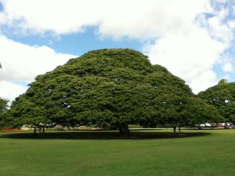 Beautiful Monkey Pod Tree Moanalua Gardens Park Monkey Pod Tree, Garden Park, Honolulu, Oahu, Trip Advisor, Golf Courses, Hawaii, Trees, Photo And Video