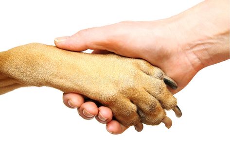 Paw Hand, Dog Yard, Dog Photoshoot, Dog Pee, Guide Dog, Pet Day, Police Dogs, Human Hand, Popular Dog