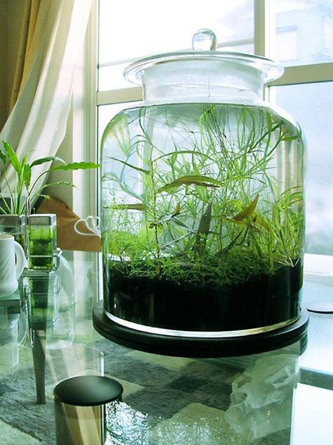 37 Indoor Water Garden Ideas That Refresh Your Interiors | Home Design And Interior Water Garden Ideas, Water Terrarium, Tanaman Air, Garden Ideas To Make, Taman Diy, Indoor Water Garden, Tanaman Indoor, Jardim Diy, نباتات منزلية