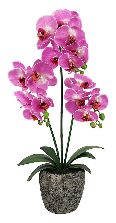 Potted Orchid, Orchid Flower Arrangements, Stone Plant, Very Beautiful Flowers, Growing Orchids, Rose Seeds, Moth Orchid, Exotic Orchids, Artificial Orchids