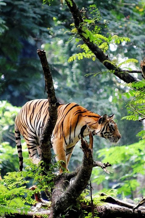 tiger, ranthambore, india | animal + wildlife photography: Cheetahs, A Tiger, Large Cats, Animal Planet, Exotic Pets, Nature Animals, Beautiful Cats, Big Cats, Wildlife Photography