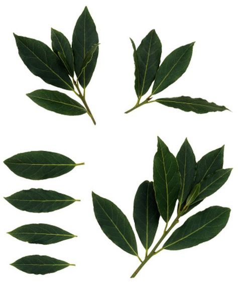 Rub bay leaves together to enjoy their distinctive aroma. Greek Wreath, Laurel Shrub, Laurel Plant, Fast Growing Shrubs, Yellow Spring Flowers, Small Yellow Flowers, Growing Fruit Trees, Paper Plants, Miniature Plants