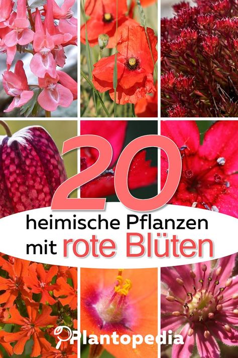 Rote Blüten sind ein echter Hingucker im Garten, dabei kommt die Farbe Rot bei Blühpflanzen eher selten vor. Bei uns finden Sie 20 heimische rote Blühpflanzen für Ihren Garten auf einem Blick. #rot #blüten #blühpflanzen #gartengestaltung #roteblumen #plantopedia