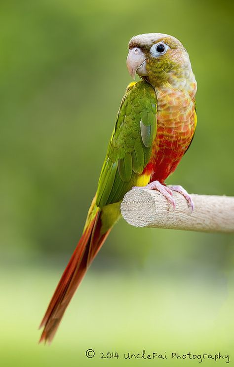 Pineapple Conure--color morph of the Green-cheeked Conure | Flickr - Photo Sharing! Green Conure, Pineapple Conure, Conure Bird, Green Cheek Conure, Conure Parrots, Bird Mom, Parrot Pet, Colorful Parrots, Parrot Bird