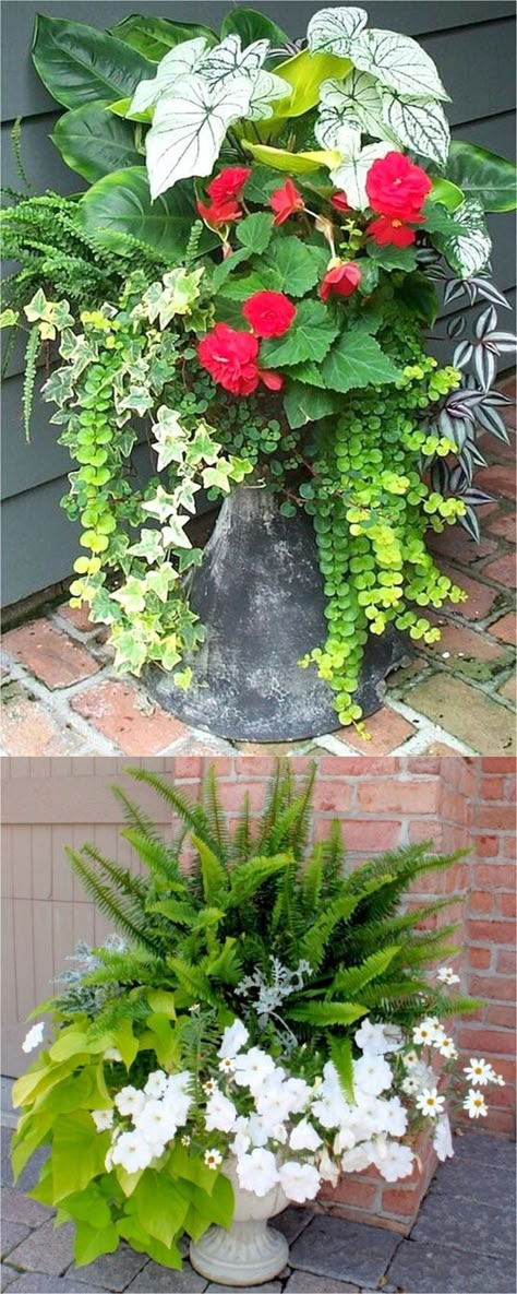 Best Shade Plants & 30 Gorgeous Container Garden Planting Lists - A Piece Of Rainbow Shade Plants Container, Shade Loving Plants, Best Plants For Shade, Container Garden Design, Container Gardening Flowers, Meteor Garden 2018, Have Inspiration, Container Gardening Vegetables, Garden Containers