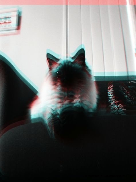 Mishka -Glitchr effects Mishka Effect, Animals, Quick Saves