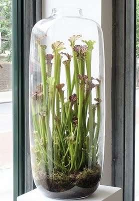 Carnivorous Plants Terrarium, Pitcher Plant, Indoor Gardens, Garden Terrarium, Terraria, Carnivorous Plants, Deco Floral, Green Plants, Plant Life