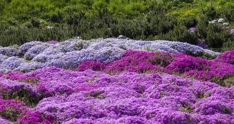 How to Grow Creeping Phlox Groundcover | Hunker Ground Cover Seeds, Phlox Plant, Phlox Flowers, Creeping Phlox, Lawn Alternatives, Ground Covers, Ground Cover Plants, Wildflower Garden, Better Homes And Garden