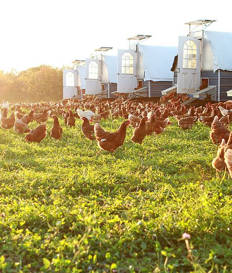 Pastured Eggs • Non Soy • Non GMO • Stoltzfoos Layers Pastured Poultry, Chicken Houses, Egg Quality, Pasture Raised Eggs, Farm Eggs, Egg Laying, Backyard Chickens, Chicken House, Chicken Livers