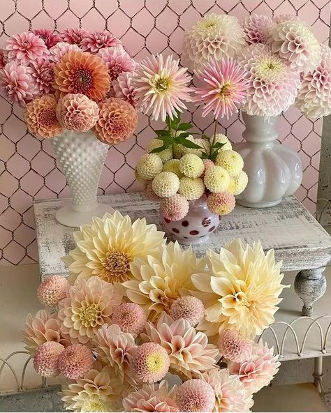 Dahlia Society (@dahlia.societyy) | Instagram Dahlia Society, Teacup Flowers, Small Wedding Bouquets, Dahlia Garden, Dahlias Wedding, Dahlia Bouquet, Dahlias Garden, 2023 Pink, Gardening Diy