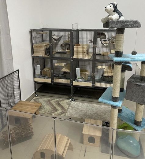 Aesthetic Chinchilla Cage Ideas, Chinchilla Cage Ideas Aesthetic, Chinchilla Room Ideas, Chinchilla Cage Ideas, Chinchilla Cage Ideas Homemade, Chinchilla Play Area, Chinchilla Enrichment, Custom Chinchilla Cage, Chinchilla Accessories