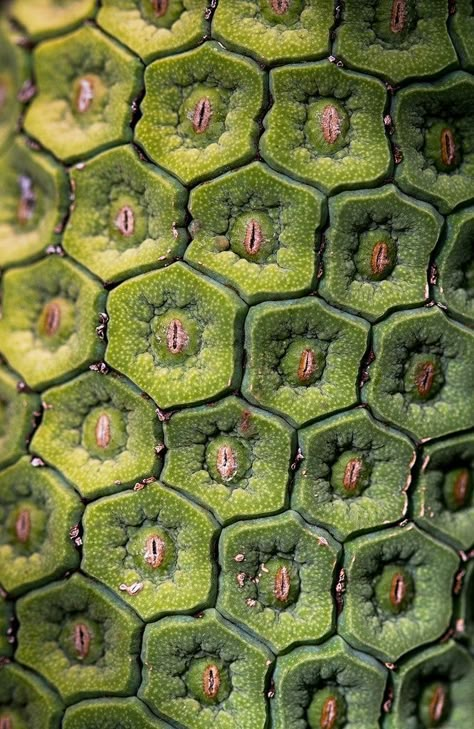 Deliciosa Plant, Foto Macro, Microscopic Photography, Nature Patterns, Plant Texture, Microscopic Images, Natural Structures, Texture Inspiration, Natural Patterns