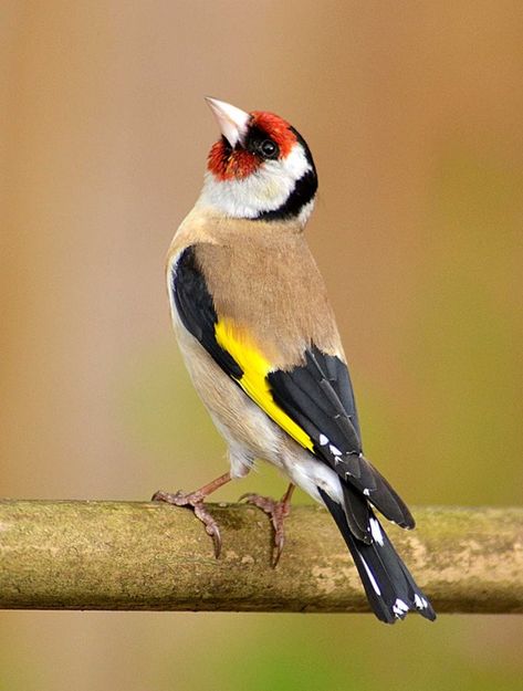 Goldfinch by Barry Woodhouse - BirdGuides European Goldfinch, World Birds, Kinds Of Birds, Rare Birds, Nature Birds, Goldfinch, Bird Pictures, Exotic Birds, Pretty Birds