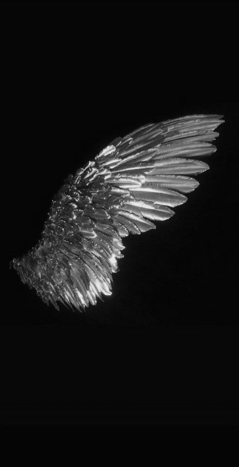 Insp Wallpaper, Wing Aesthetics, Evil Wings, Wings Black And White, Roblox Images, Wings Wallpaper, Beautiful Butterflies Art, Wing Tattoo, Victoria Secret Outfits