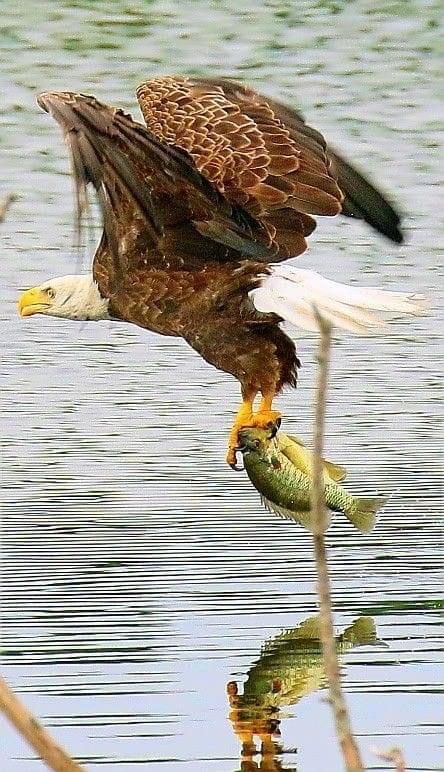 Eagle Catching Prey, Bird Catching Fish, Eagle Catching Fish, Food Cycle, Types Of Eagles, Eagle Football, Football Eagles, Eagle Hunting, Aigle Royal