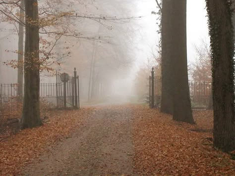 #autumn #aesthetic #fall #leaves #foliage  #trees  #nature #forest #fog #foggy #woods Autumn Uk Aesthetic, October Country, Dark Autumn, Have Inspiration, Season Of The Witch, Autumn Sales, Best Seasons, Autumn Vibes, We Fall In Love