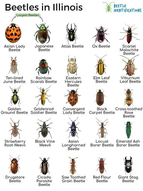 Bugs On Roses, Types Of Beetles, Crawling Animals, Bug Identification, Insect Identification, Bark Beetle, Longhorn Beetle, Leaf Beetle, Types Of Bugs