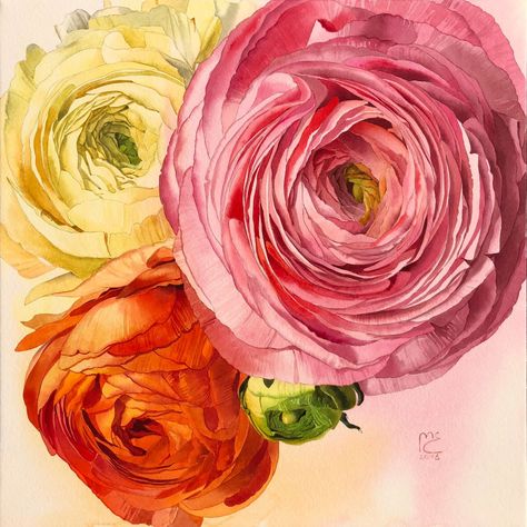 Painting Vines, Ranunculus Painting, Ranunculus Garden, Ranunculus Flower, Pink Ranunculus, Close Instagram, Ranunculus Flowers, Art Watercolor Painting, Watercolor Painting Techniques