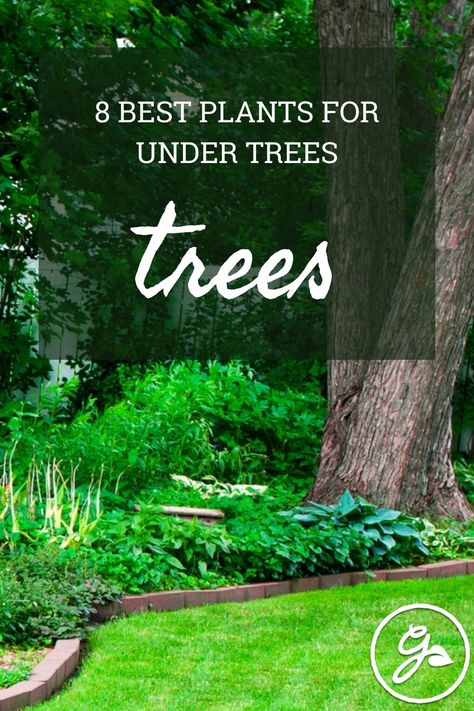 These plants for under trees will totally transform your shady landscape! Whether you want lush foliage, beautiful blooms, or easy-care ground cover, there’s a plant for every need. Best Plants For Under Trees, Shade Gardens Under Tree, Landscape Ideas Under Trees, Plants Under Trees Ideas, Landscaping Under Trees, Under Tree Landscaping, Garden Ideas Under Trees, Plants For Under Trees, Shaded Walkway