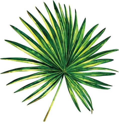 Anahaw Leaves, Palm Tree Leaf, Saw Palmetto, Palm Tree Leaves, Leaf Illustration, Sky Photography Nature, Landscape Trees, Palm Leaf, Sky Photography