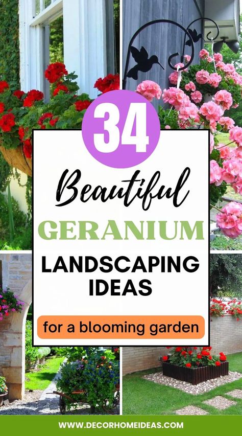 Geranium Landscape Ideas, Geranium Landscaping, Red Geranium Planter Ideas, Geranium Planters, Geraniums Garden, Garden Bed Layout, Potted Geraniums, Geranium Plant, Pink Geranium