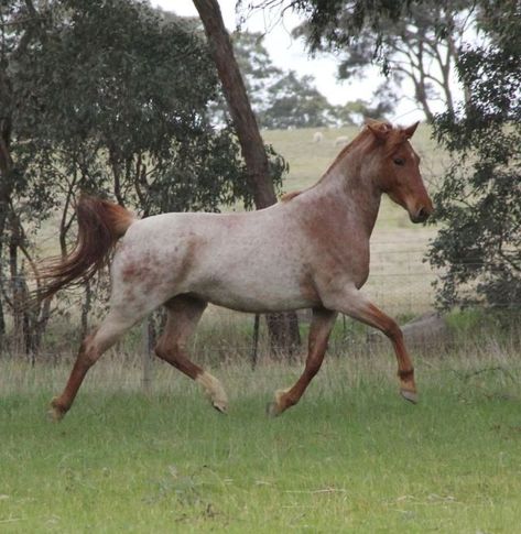 Blue Roan Horse, Wild Horses Mustangs, Horse Coat Colors, Tom Cat, Free Rein, Quarter Horses, Types Of Horses, Mini Horse, Appaloosa Horses