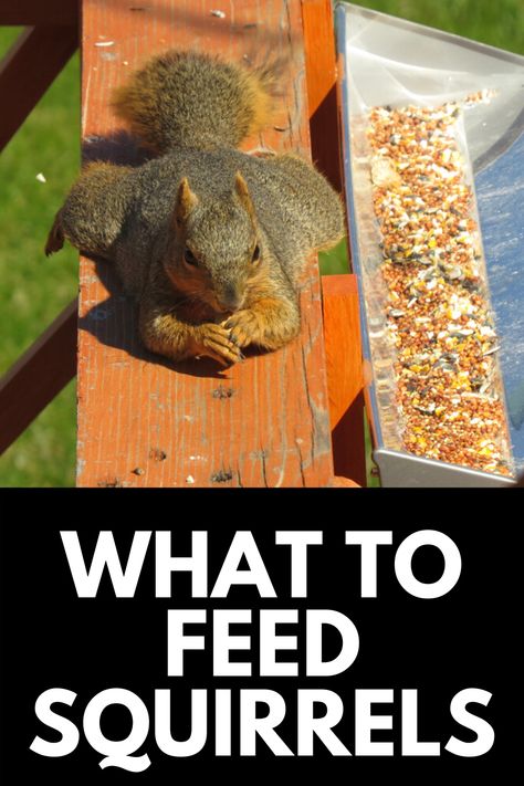 Squirrel Food Recipes, How To Make A Squirrel Feeder, Food For Squirrels, Squarl Feeder, Diy Squirrel Cage, How To Build A Squirrel Feeder, Bird Feeder In Garden, What To Feed Squirrels, Squrriel House Ideas