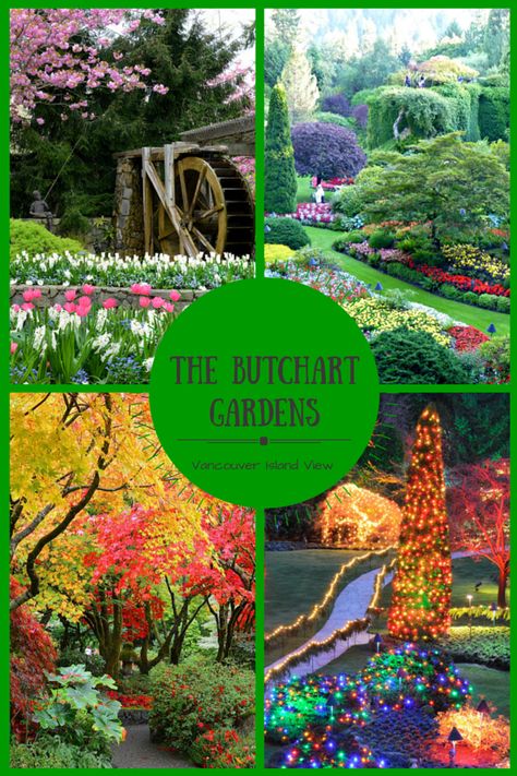 Any season is a great time to visit The Butchart Gardens in Victoria, but there are two times a year that are an absolute must! Seoul Garden, Japanese Garden Zen, Buchart Gardens, Garden State Plaza, Victoria City, Victoria Vancouver Island, Moody Gardens, Victoria Island, Butchart Gardens