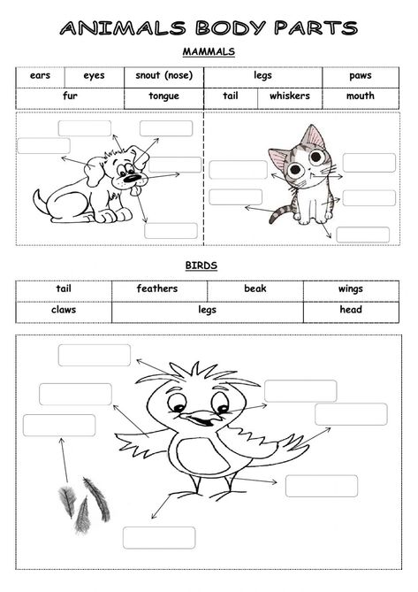 Animal Body Parts Worksheet, Describing Animals Worksheets, Kinds Of Animals Worksheets, Different Types Of Animals Worksheet, Needs Of Animals Worksheet, Earth Science Middle School, Giraffes Cant Dance, English Time, Animal Body Parts