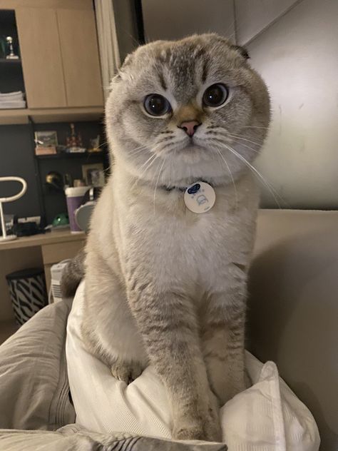 Very Cute Animals, Scottish Fold Cat, Cat Profile, Dream's Cat, Cute Animal Memes, Cute Cats Photos, Scottish Fold, Cute Animal Photos