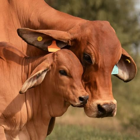 Nursery Photo Wall, Village Life Photography, Cow Reference, Cow Faces, Brahman Cow, Cattle Pictures, Cow With Calf, Deer And Fawn, Nature Photography Animals