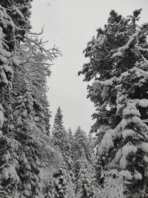 #neige #snow #paysage #icon #countryside #fir #snowytree #beautiful #aesthetic Snow Countryside, Snowy Countryside, Winter Girl, Dream Place, Beautiful Aesthetic, Christmas Inspo, Winter Girls, Winter Forest, Winter Aesthetic