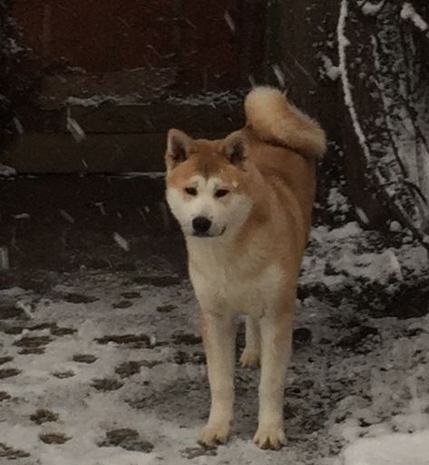 My dog Hachiko Hachiko Dog, My Dog, Husky, Nature Photography, Dogs, Animals, Photography, Quick Saves, Nature