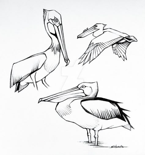 Pelican Art Drawing, Pelican Sketch, Art Sketches Inspiration, Line Art Sketches, Pelican Drawing, Australian Pelican, Pelican Tattoo, Study Sketches, Sketches Inspiration