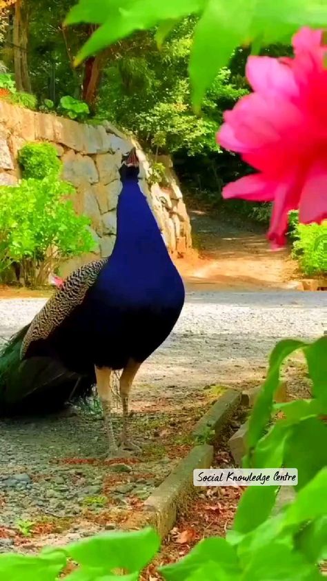 Love Birds Pet, Green Clouds, Peacock Pictures, Beach Sky, Amazing Animal Pictures, Cute Video, Water Nature, Sunset Blue, Blue Photo