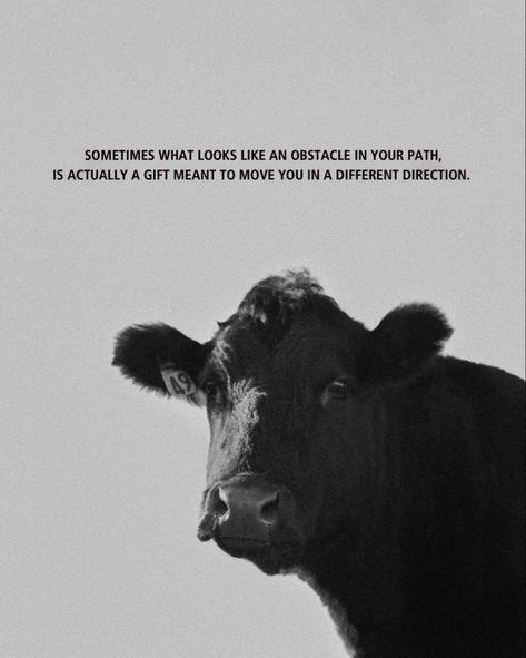 Inspiring Quote On A Photo Of My Cow! Please tag me if you share! Taken by insta @ rockin.b.imagery #cow #cowsofinstagram #western #quotes #inspiringquotes #quoteoftheday #quotestoliveby #blackandwhite #blackandwhitephotography #westernart #fineart #fineartprints #wallartdecor Cow Bible Verse, Cattle Quotes Inspiration, Livestock Quotes Cattle, Inspirational Country Quotes, Country Quotes And Sayings, Western Inspirational Quotes, Cow Captions, Senior Quotes Country, Western Poems