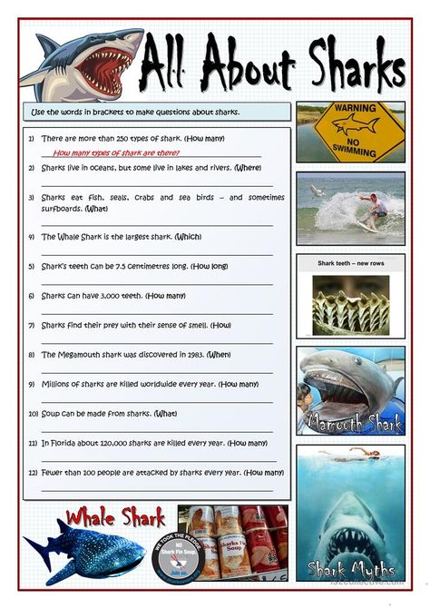 Shark Information, Shark Activities, Ocean Habitat, Shark Painting, Types Of Sharks, All About Sharks, Shark Facts, Sharks For Kids, Ocean Activities