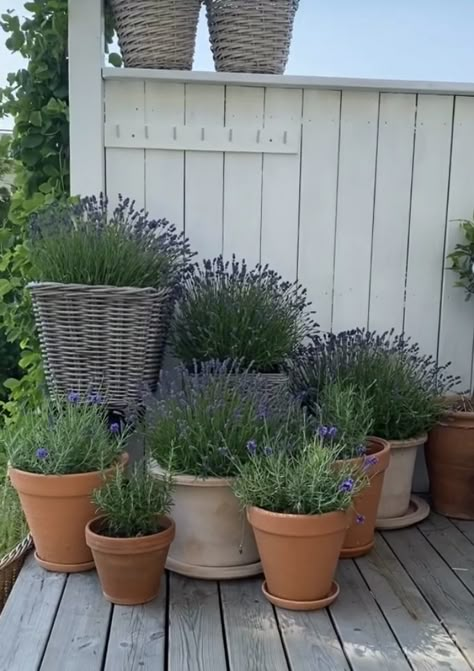 Lavender In Planter Boxes, Repurpose Flower Pots, Mediterranean Garden Ideas Uk, Flowers In Pots Outside Planters Ideas, Flower Pot Combinations, Pooja Room Ideas Indian Traditional, Lavender In Pots, Bedroom Cupboard Designs Colour, Interior Design Entrance